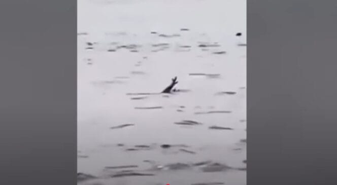 Biólogo desmente vídeo viral de crocodilo que teria fingido se afogar para atacar pessoas