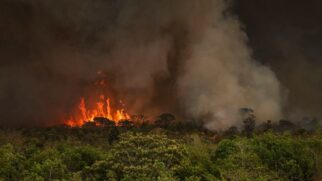 Dados do Deter indicam que 51% do desmatamento decorrem de incêndios florestais