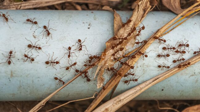 Conheça alguns remédios naturais para eliminar as formigas da sua casa