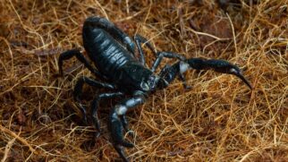 Escorpião adora lugares com muita sujeira