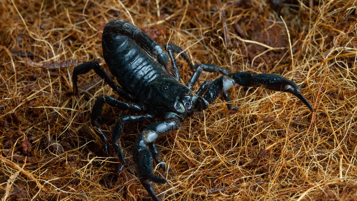 Escorpião adora lugares com muita sujeira