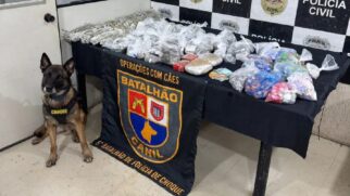 Cachorro sinalizou insistentemente a mesma parede