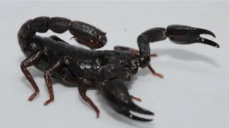 Estudo brasileiro indica ação antitumoral promissora em veneno de escorpião da região amazônica