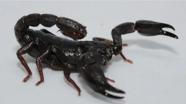 Estudo brasileiro indica ação antitumoral promissora em veneno de escorpião da região amazônica
