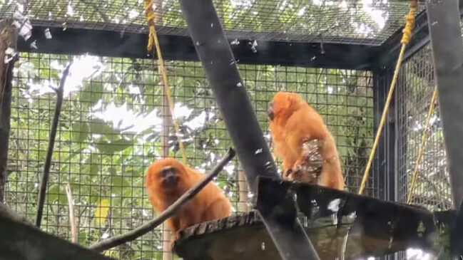 Novos micos-leões dourados do Zoológico de Guarulhos