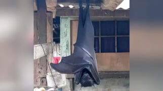 Na imagem, o animal aparece dormindo de cabeça para baixo, durante o dia, como é característico da espécie