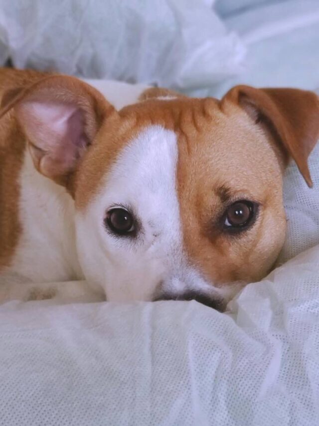 Você sabe onde cachorros devem dormir em dias de baixas temperaturas?