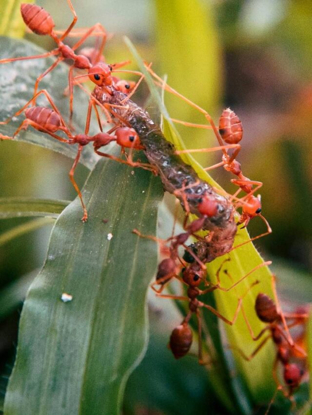 Veja como criar uma barreira natural contra formigas na sua casa