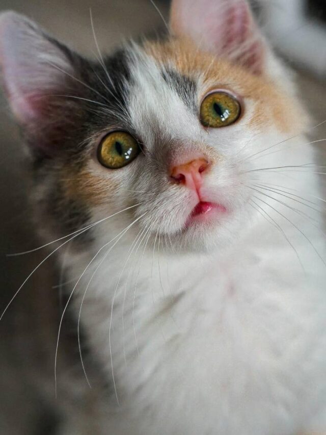 Descubra coisas que seu gato percebe sobre você só pelo cheiro