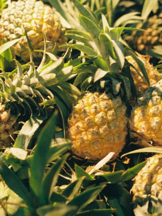 ‘Capital do abacaxi’ produz 66 milhões de unidades da fruta por ano