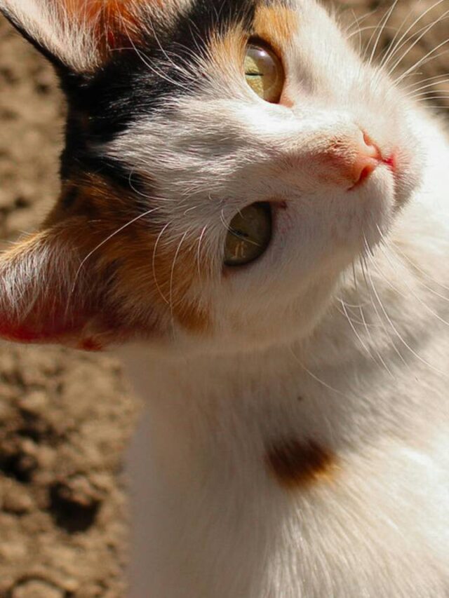 Seu gato quer te dizer algo com esses gestos