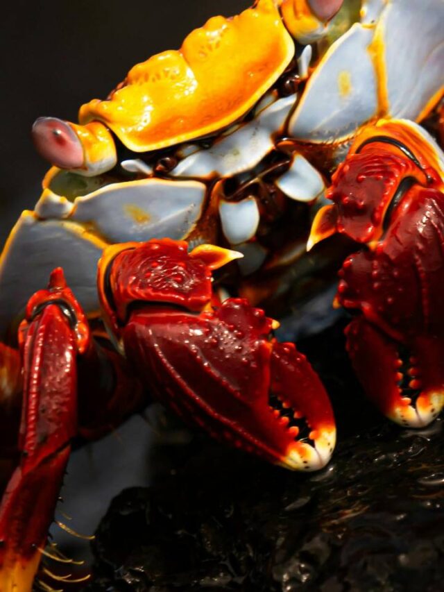 Caranguejo gigante reaparece após 100 anos e impressiona pesquisadores