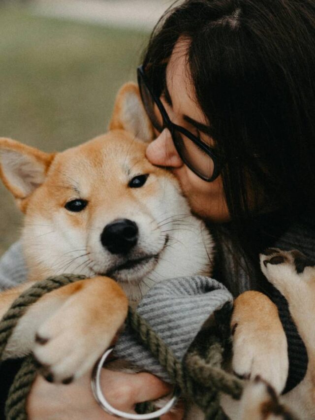 Por que gostamos de fazer carinho em cachorros?