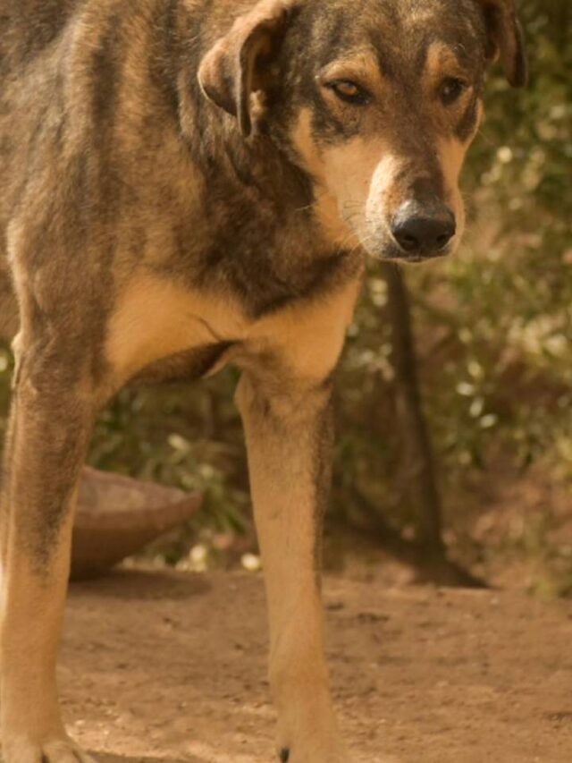 Cães de Chernobyl estão passando por uma rápida evolução