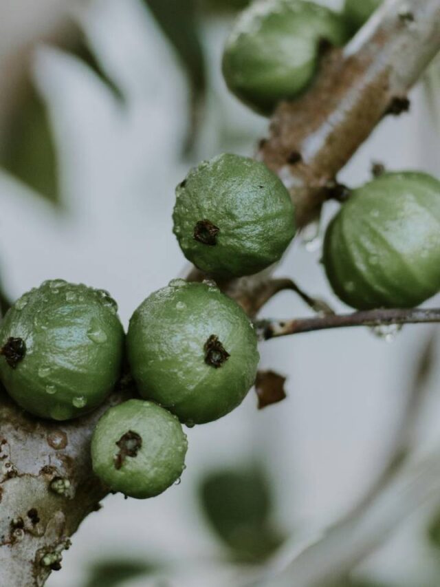 Fruta mais rara do Brasil é rica em vitaminas e está ameaçada de extinção