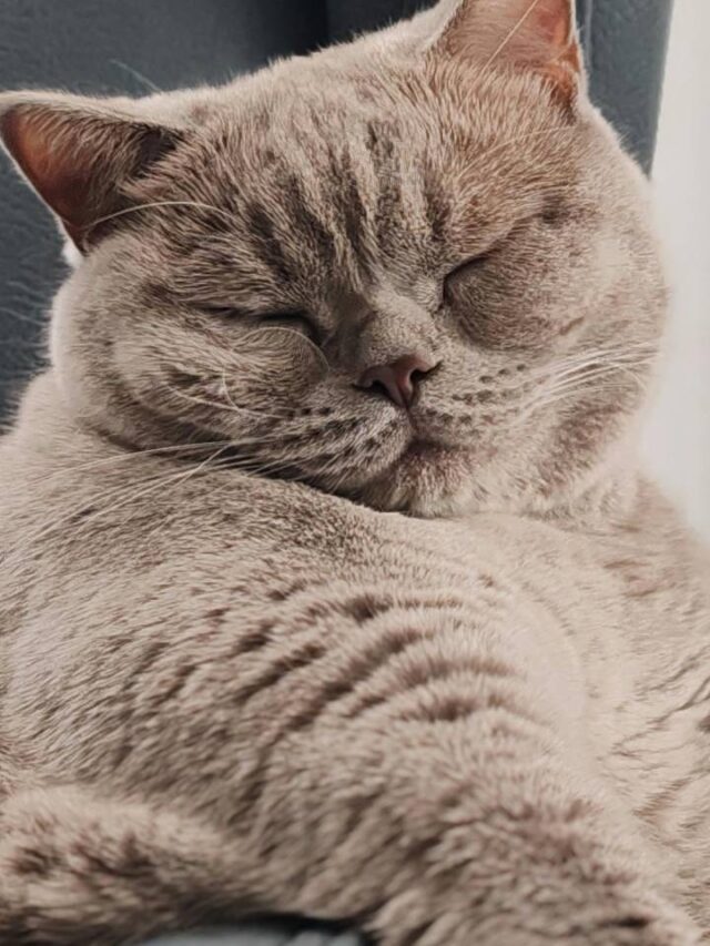 Saiba onde os gatos devem dormir em noite frias
