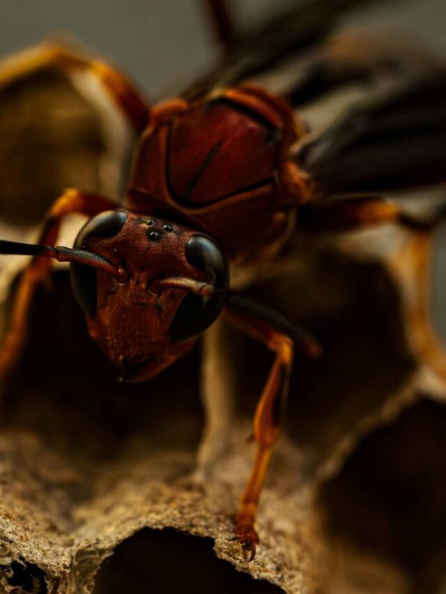 Nunca coloque fogo em um ninho de vespas