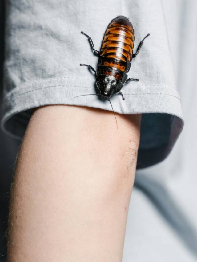 Aparecem muitas baratas na sua casa?