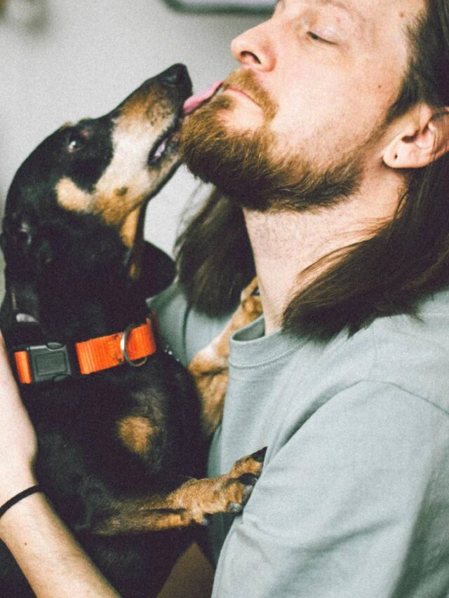 Melhores amigos: cães e tutores podem compartilhar mesma personalidade
