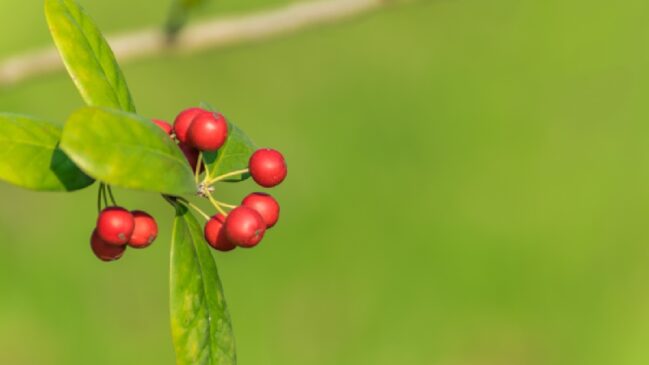 Frutinha vermelha é a mais doce do mundo