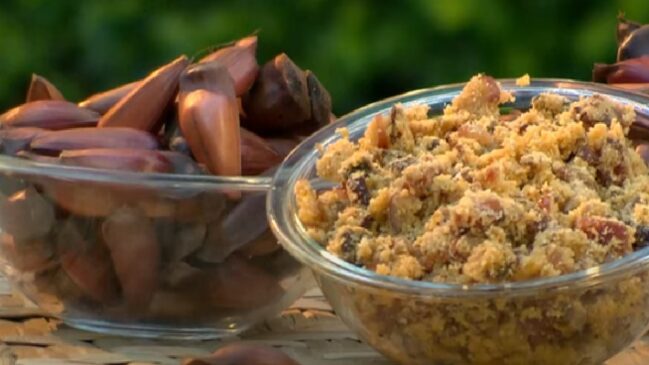 Explore os segredos do pinhão e adicione um superalimento nutritivo à sua dieta agora.