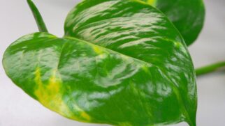 A planta Jiboia além de melhorar o ar do ambiente, ela é boa para decorações