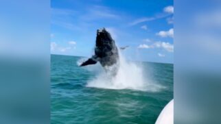 Salto da baleia-jubarte surpreende grupo em passeio de barco por Ilhabela