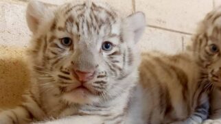 Filhotes de tigre branco nasceram em março