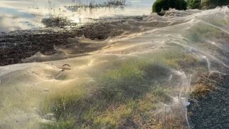 O fenômeno transforma paisagens alagadas em um cenário surreal, coberto por finíssimas teias
