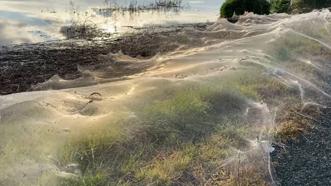 O fenômeno transforma paisagens alagadas em um cenário surreal, coberto por finíssimas teias