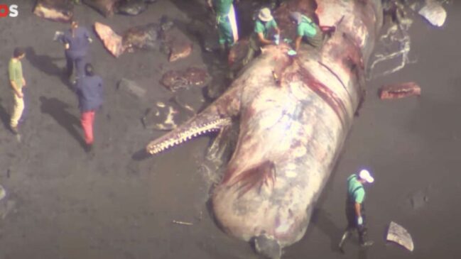 Pedra peciosa avaliada em mais de R$ 3 milhões de reais é encontrada dentro de baleia morta