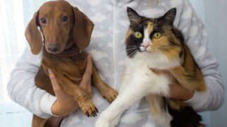 Animais que exigem mais cuidado, proporcionam um estímulo maior no cérebro humano