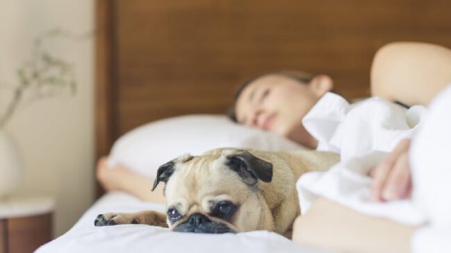 Para alguns, dormir com os animais no mesmo local pode ser uma atitude de falta de higiene