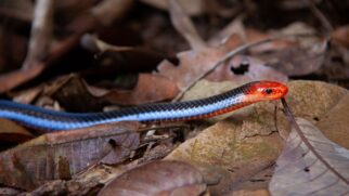 A cobra-coral azul é eleita por muitos como a serpente mais linda do mundo.