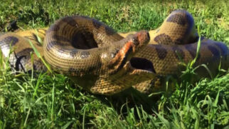 Especialista explica como a cobra pôde engolir uma pessoa adulta