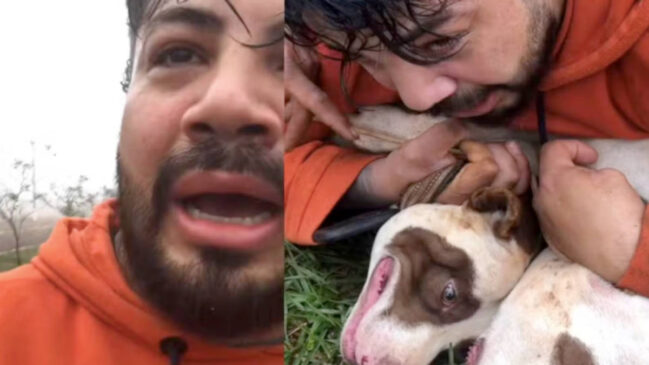 Dicas de adestradores e veterinários mostram como agir em ataques de cães