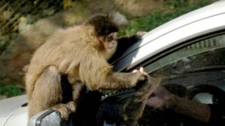 Parque abriga cerca de 300 animais de 40 espécies diferentes