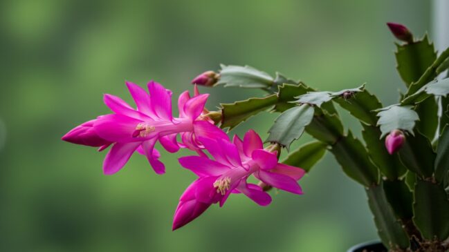 Aprenda a plantar essa linda flor em casa