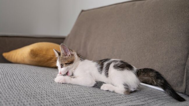 Para aliviar o stress gatos afiam as unhas no sofá