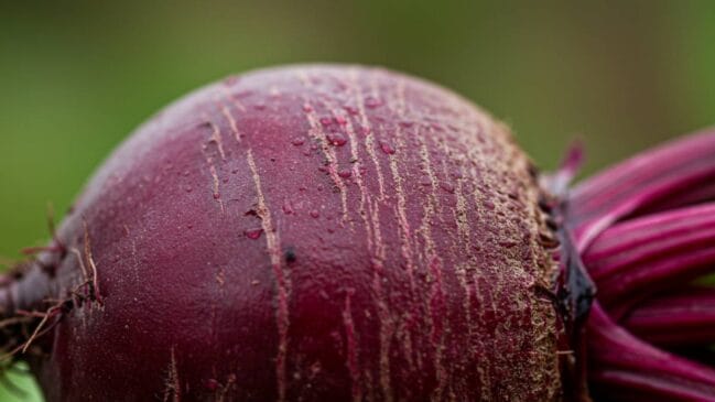 A beterraba é rica em vitamina B9 e quase não tem calorias