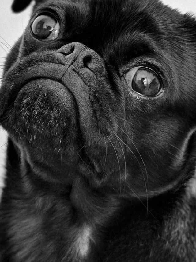‘Alzheimer canino’ pode afetar seu cachorro; entenda