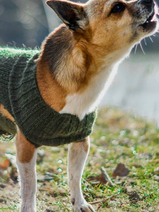 Aprenda a fazer uma roupinha de frio para pets em menos de 10 minutos