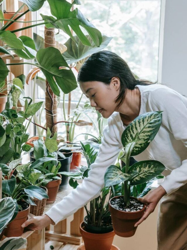 Adeus, impurezas: estas 8 plantas purificam ar de sua casa