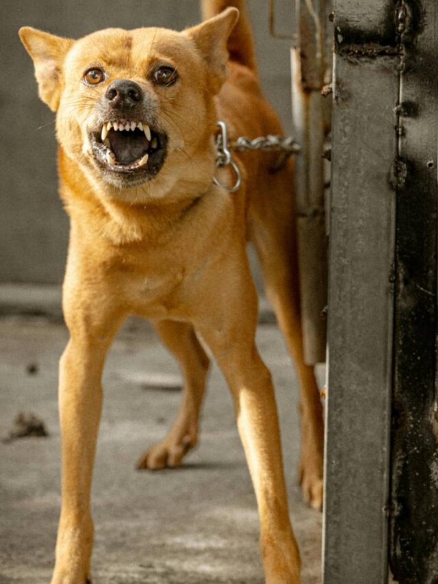 Por que os cães rosnam para algumas pessoas?