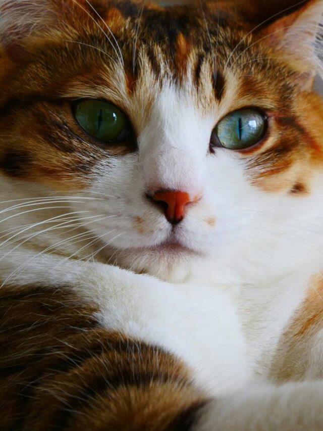 Como os gatos escolhem sua pessoa preferida?