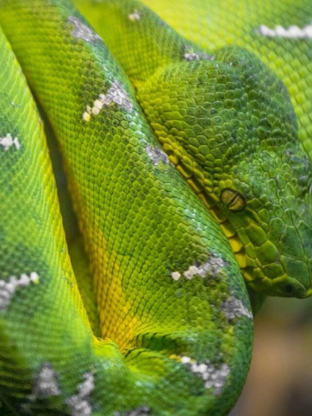 Maior cobra do mundo vive em SP e pode engolir uma pessoa