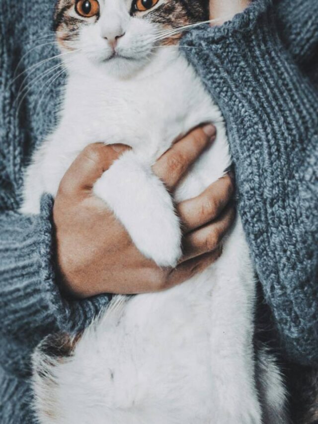 Você sabe o que significa costume de acariciar seu gato?