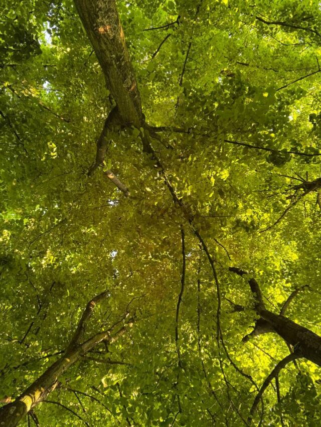 Cidade brasileira venceu por 6 vezes consecutivas como mais arborizada do mundo