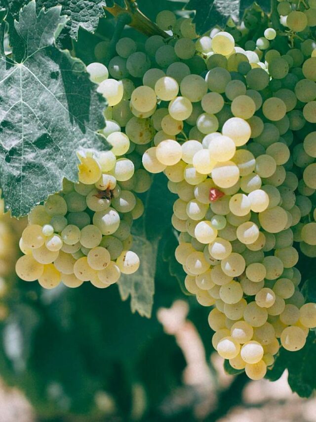 Capital do vinho fica no interior de SP e produz 16 milhões de litros por ano