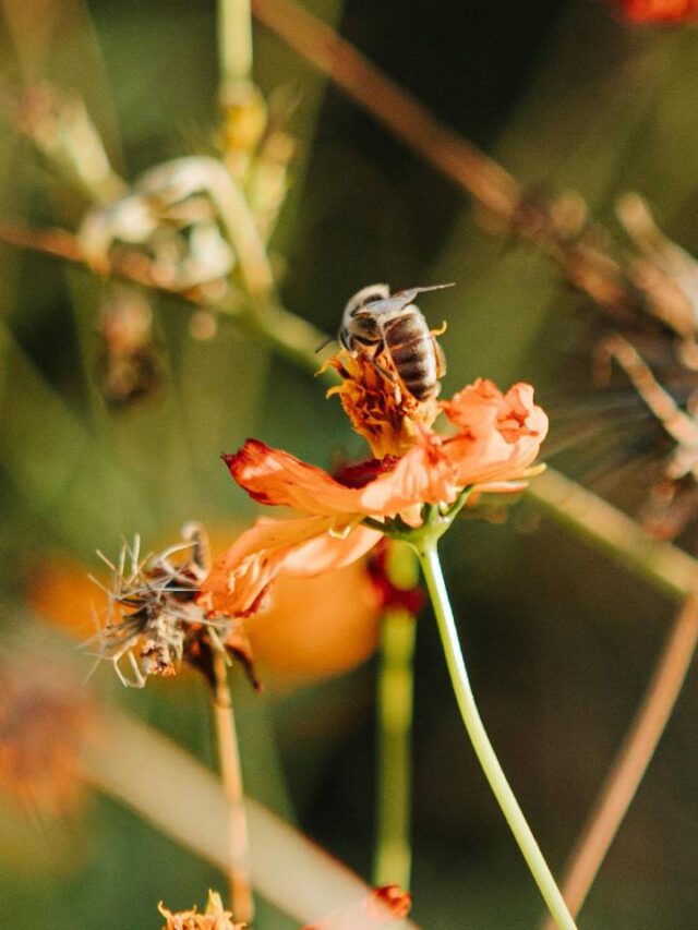 Essa cidade no interior de SP é perfeita para quem ama natureza